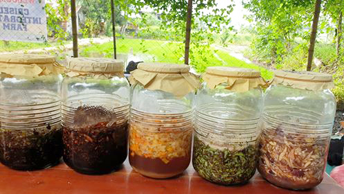 Organic Fertilizer Concoctions and Extracts