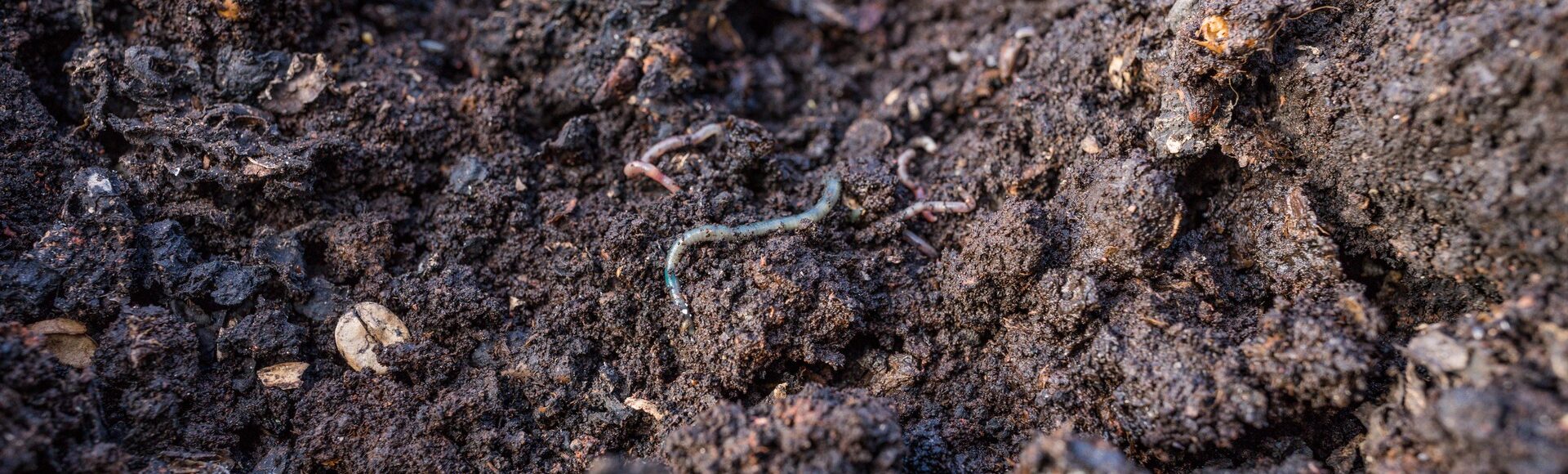 Vermicomposting